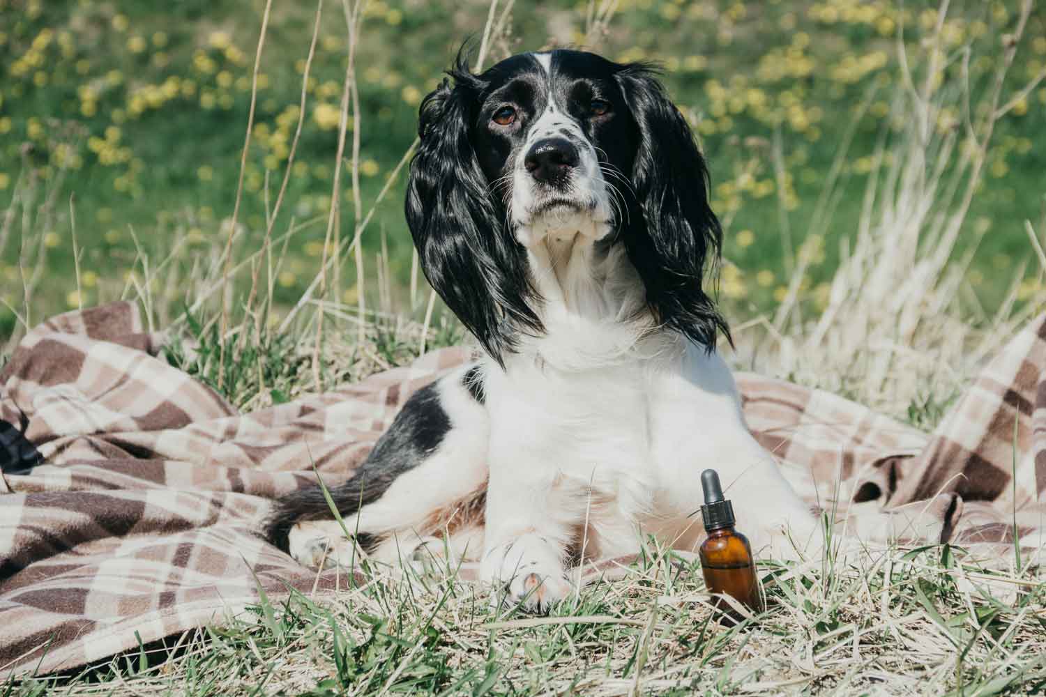 safe essential oils for dogs