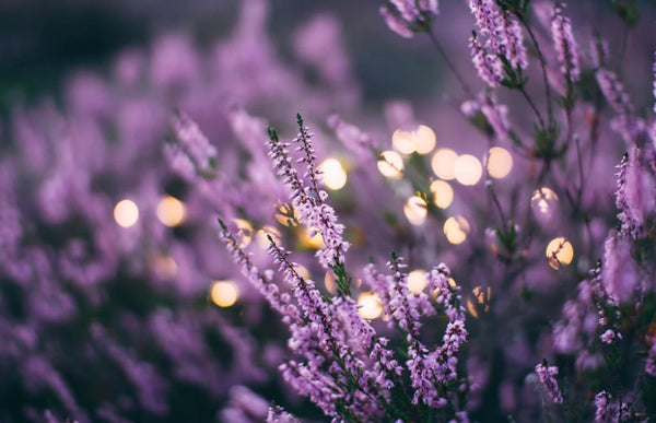 Soft dreamy lavender