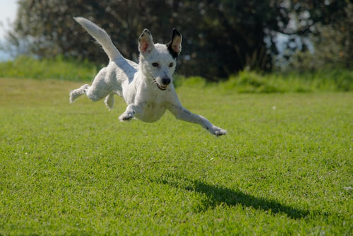 Dogs day outdoor activities