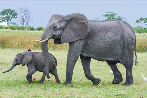 Elephant family statue for your home