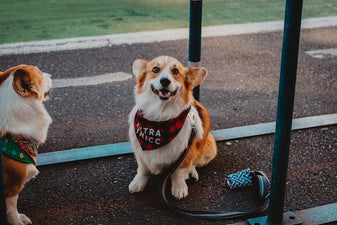 Dog with a personalized bandana