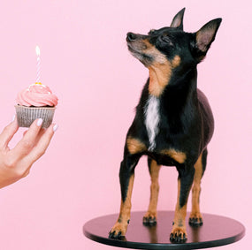 Gift your dog his own 3d figurine on his birthday