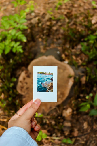 Polaroids of dogs