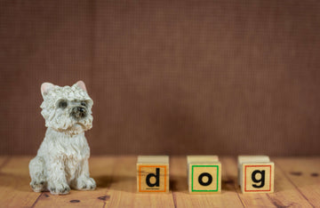 Turn your pet dog photos into a 3d dog figurine
