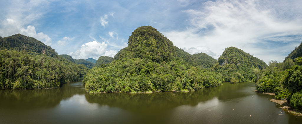 Sumatra Rainforest Batang Toru
