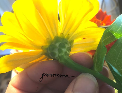 I am holding the back of a zinnia to show how the stem attaches to the bloom.
