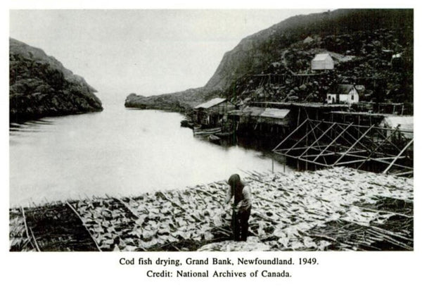 Cod fish drying, Grand Bank, Newfoundland. 1949.