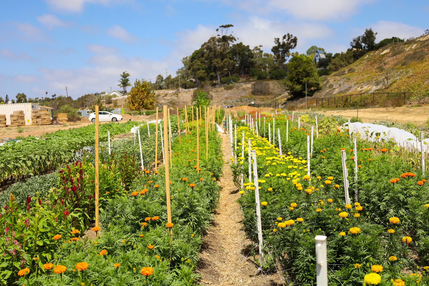 Beeworthy Flower Farm rows of crops