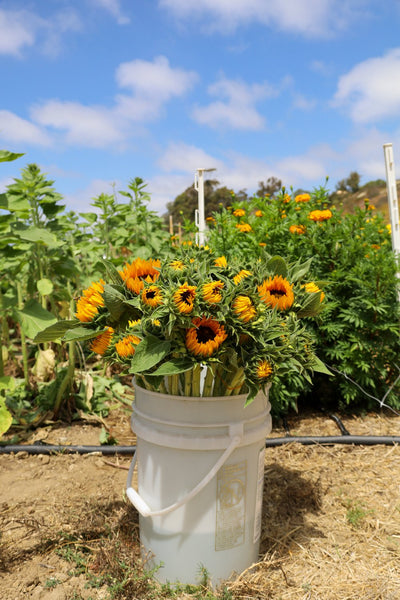 Sunflower harvest at BeeWorthy Farms in San Diego
