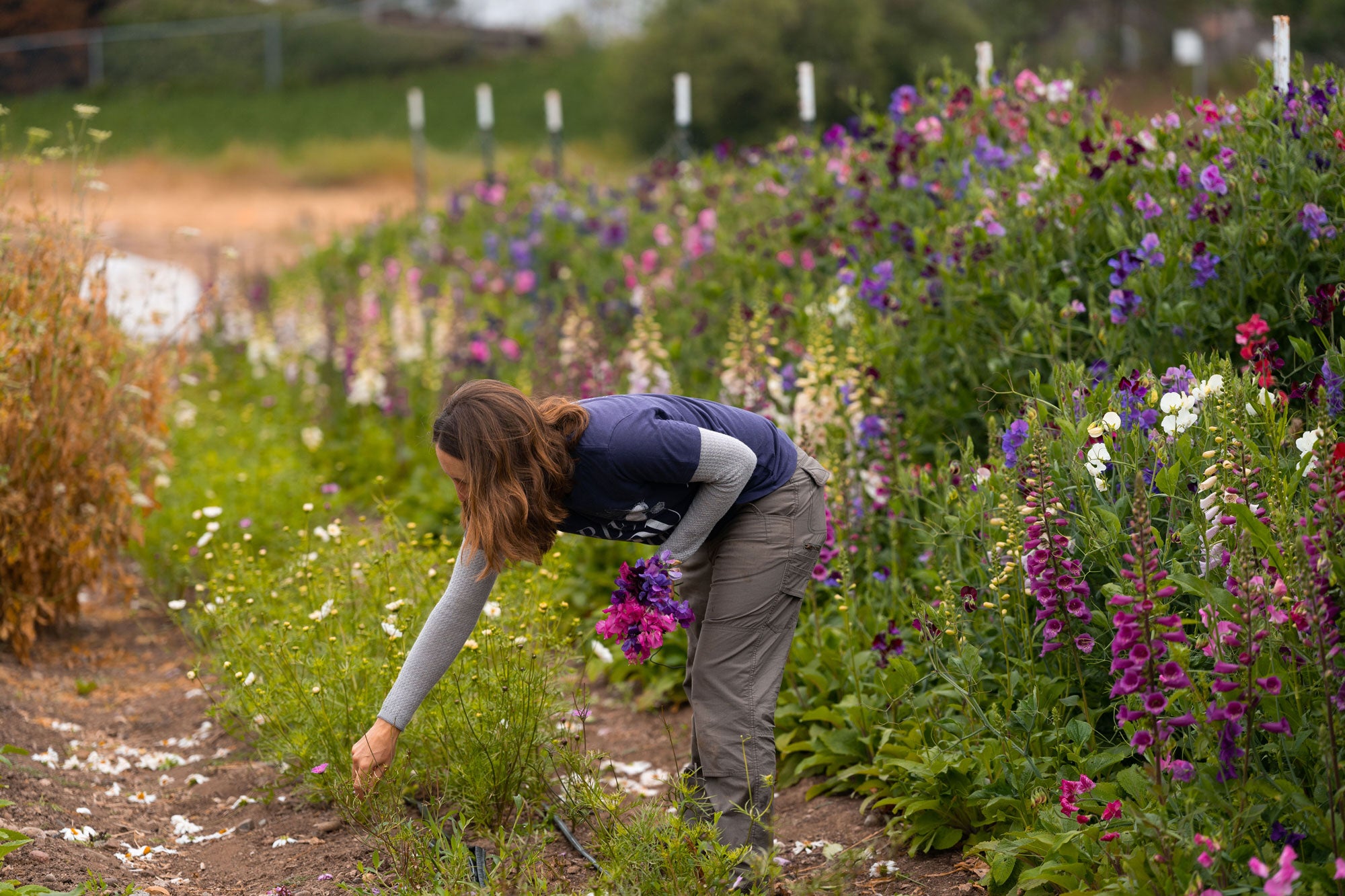 Woman gardening at Beeworthy organic flower farm