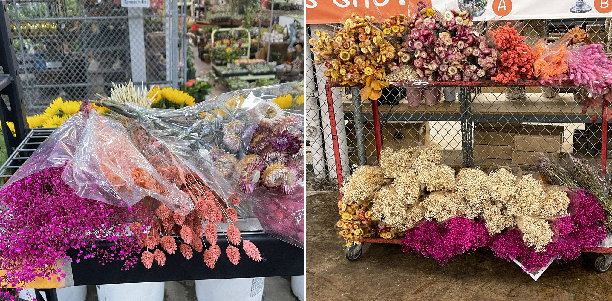 Fall dried flowers wholesale