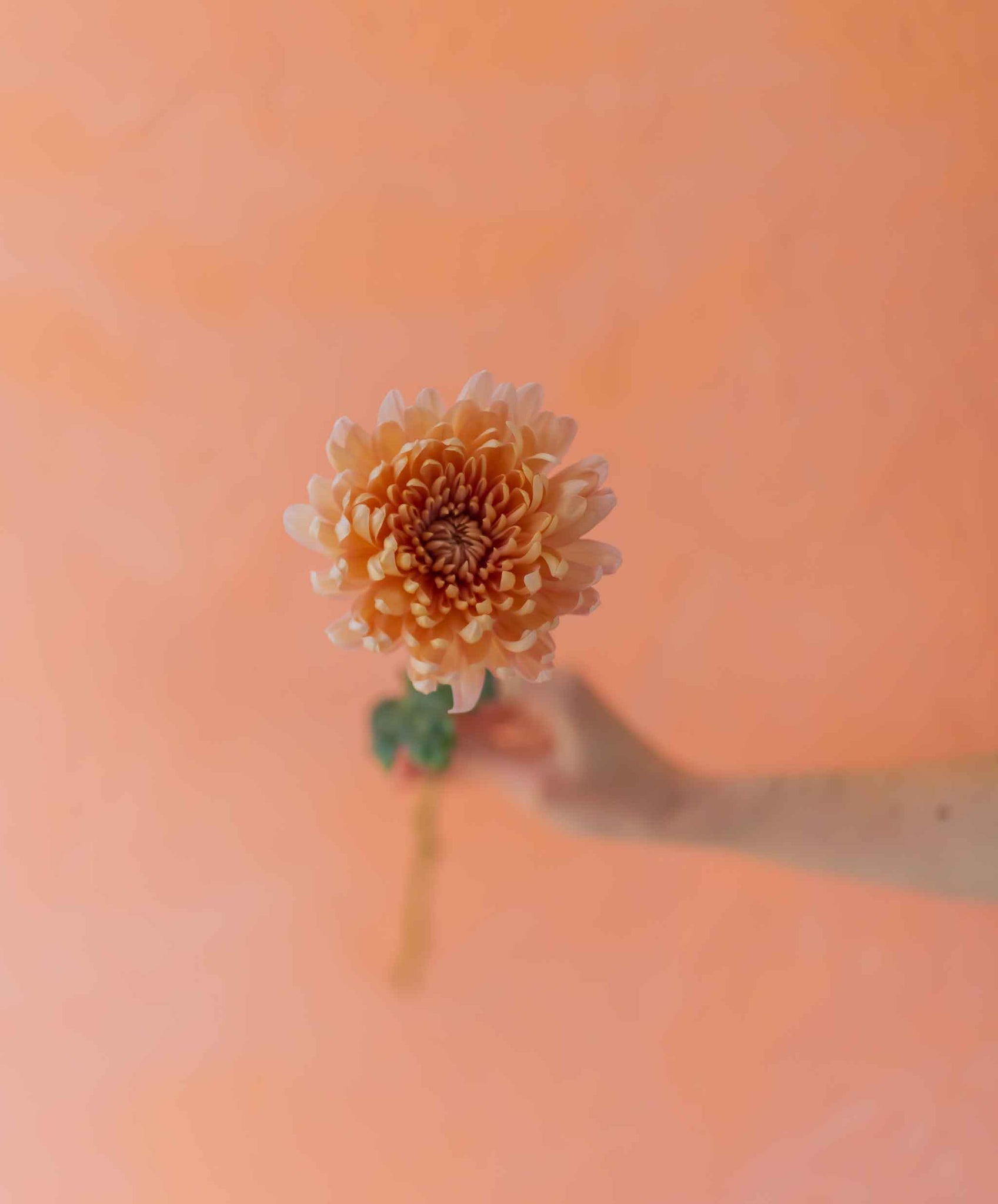 mum flower against a peach background