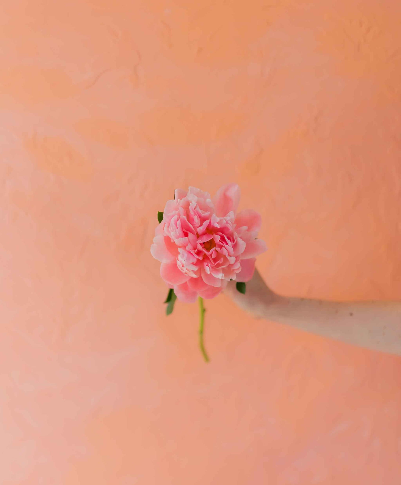 A pink peony against a peach background