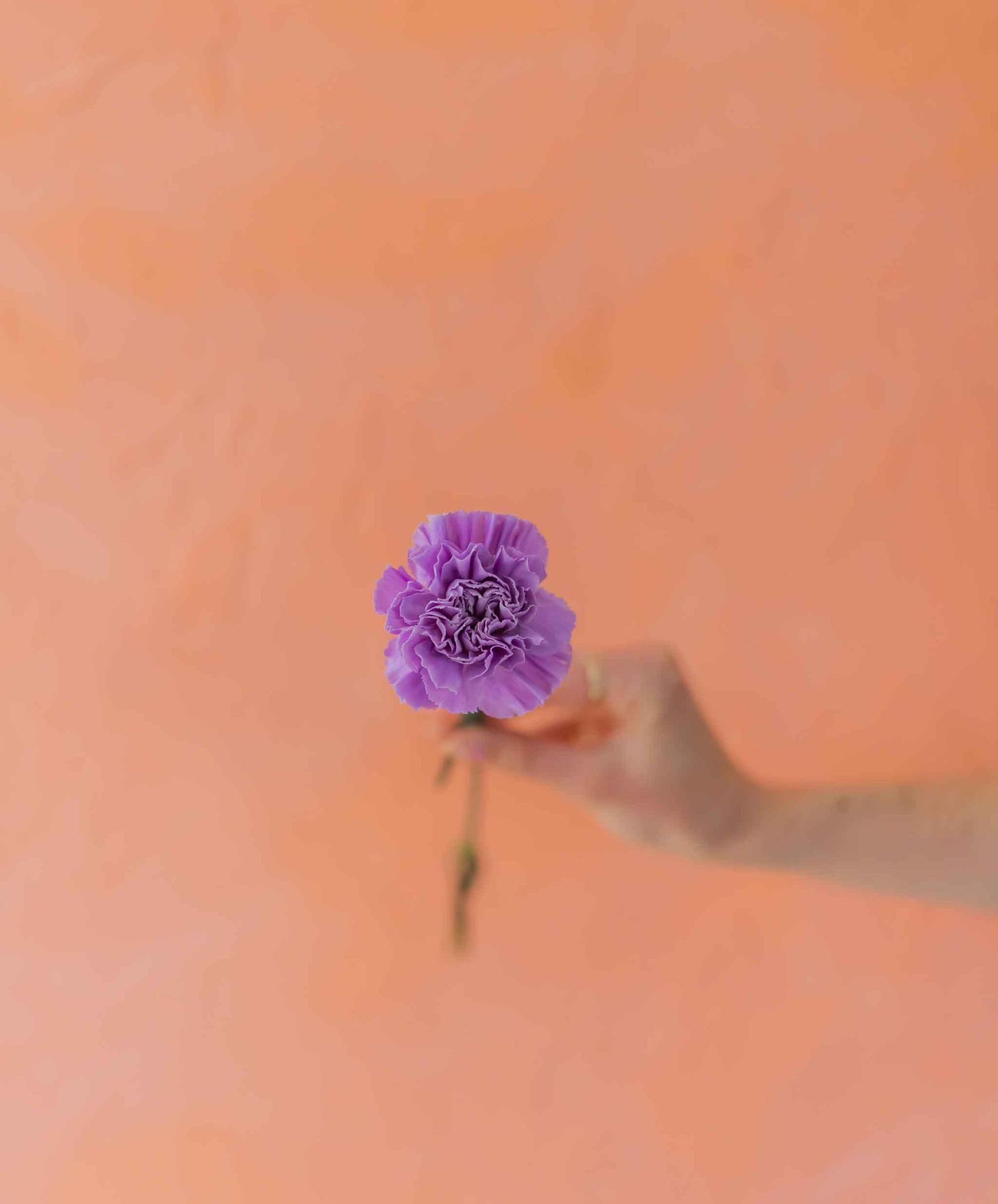 A purple carnation against a peach backdrop