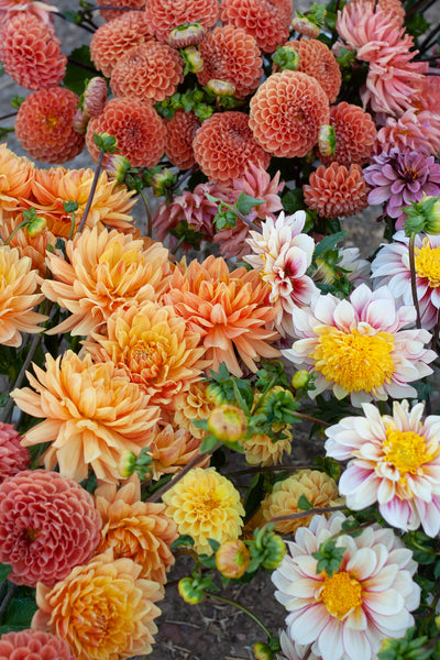 Multicolored dahlias - Locally grown flowers from san diego