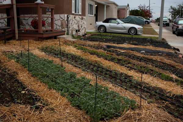 San diego sustainable flowers