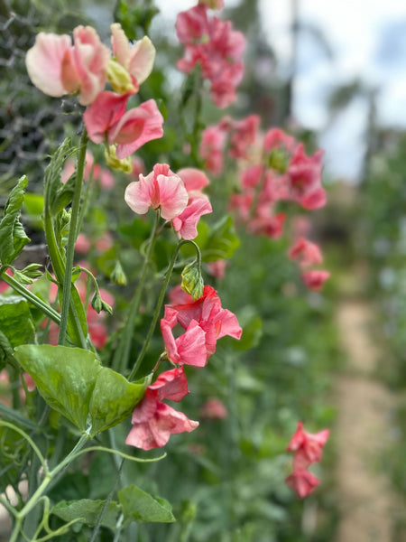 Sweet Peas from Cielo Hills Flowers