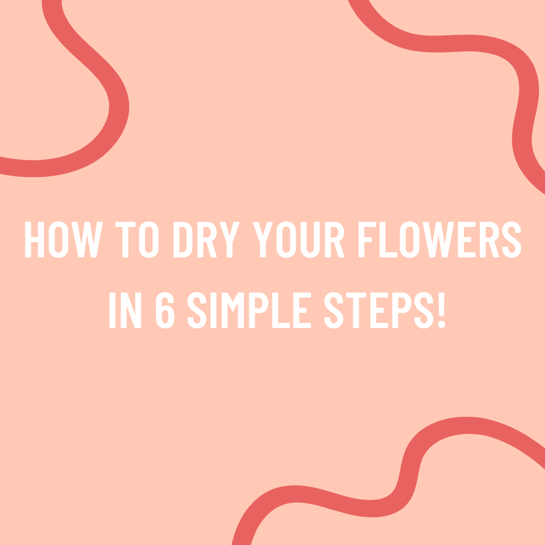 6 Simple Steps For Drying Flowers Native Poppy   How To Dry Flowers 2048x2048 