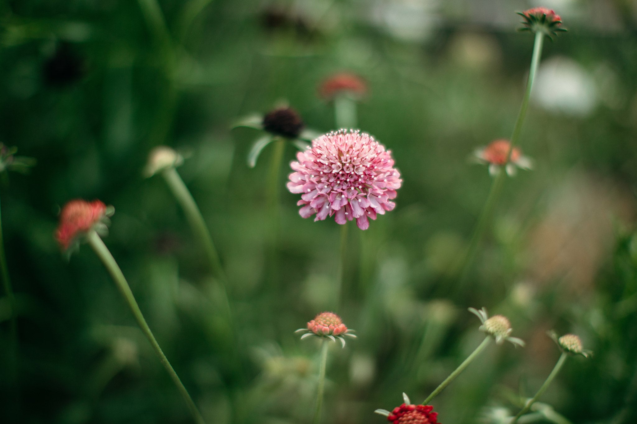Scabiosa blooming in Native Poppy's garden
