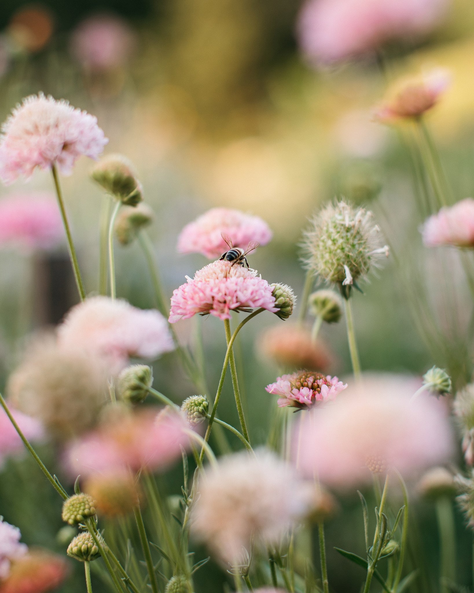 Pink scabiosa growing at Native Poppy's flower garden