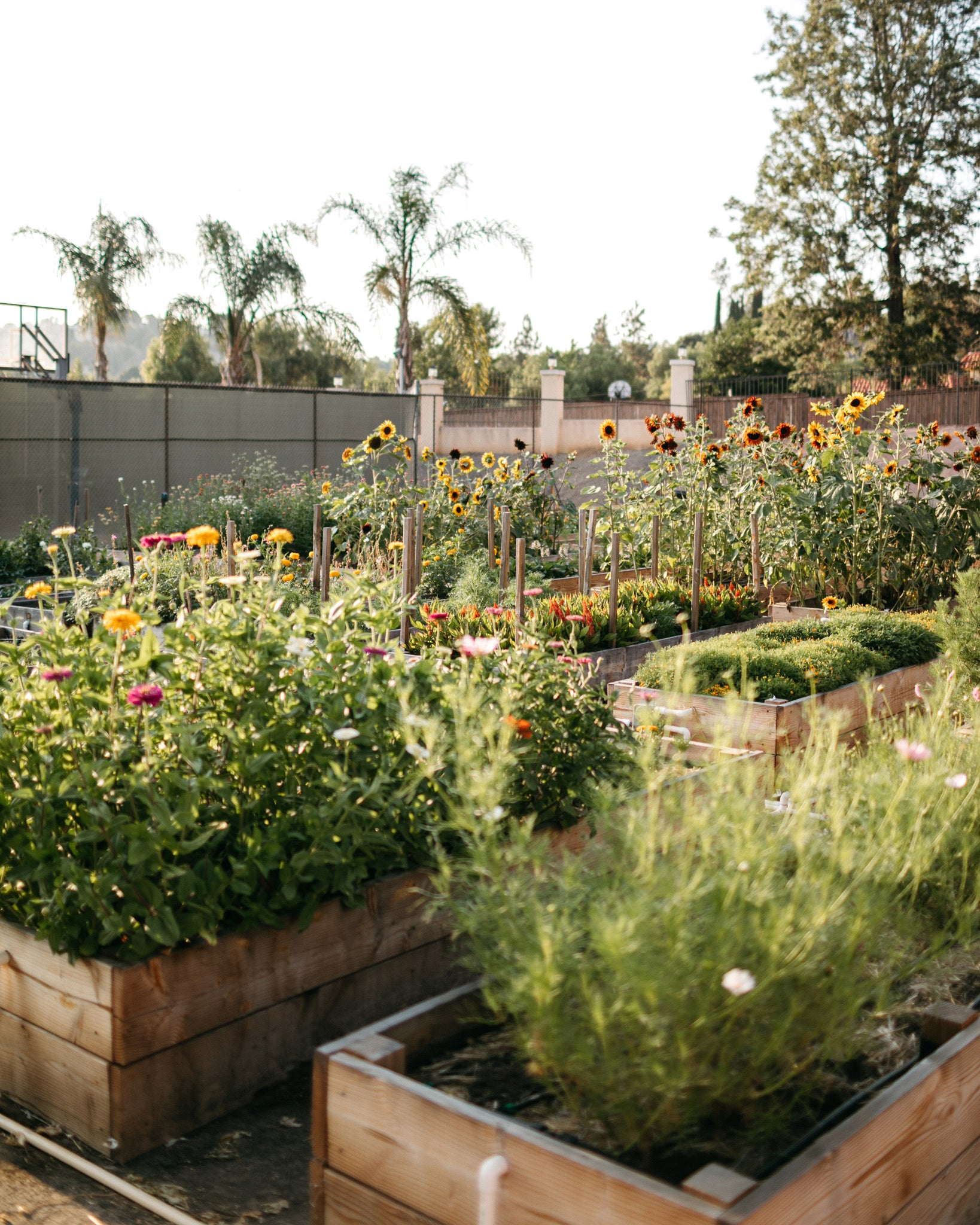 Raised bed planters at Native Poppy's flower farm