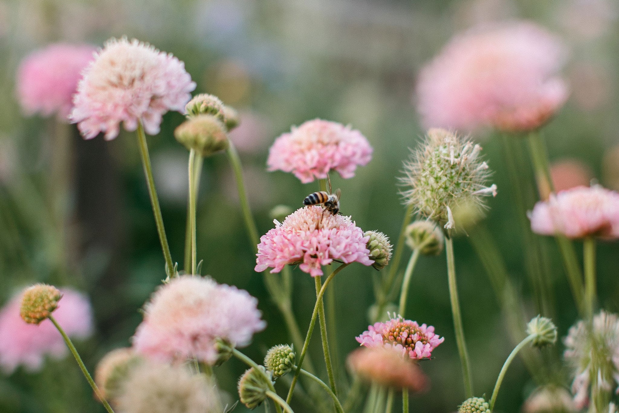 Scabiosa flowers growing at Native Poppy's garden