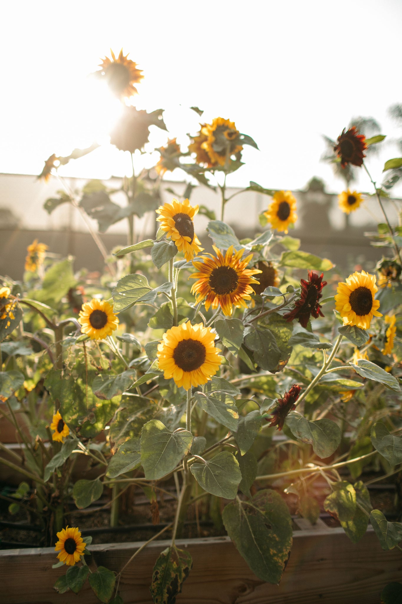 Sunflowers growing at Native Poppy's flower garden