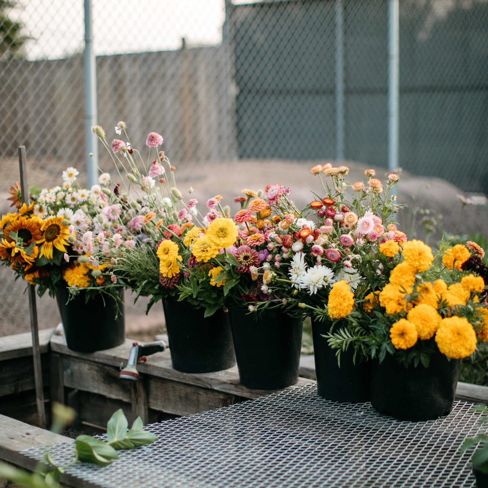 Buckets of fresh cut flowers