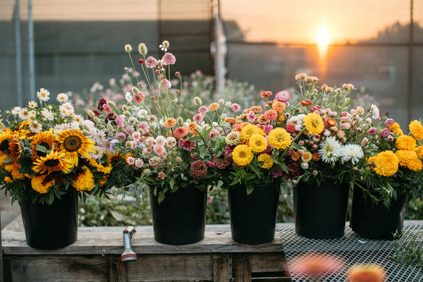 Flower harvest from Native Poppy's flower farm in San Diego