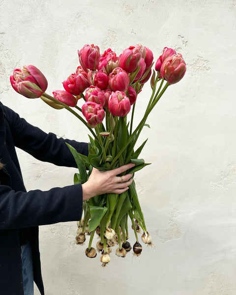 Pink parrot tulips from Cielo Hills Flowers