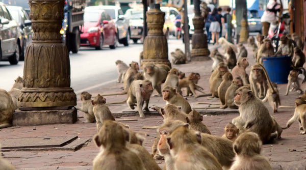 monkeys in lopburi