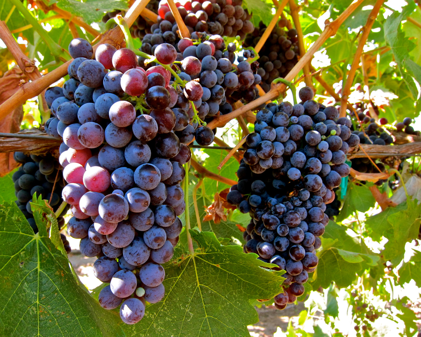 Red Wine Grape Juice - 6 Gallon – Altitude Brewing & Supply