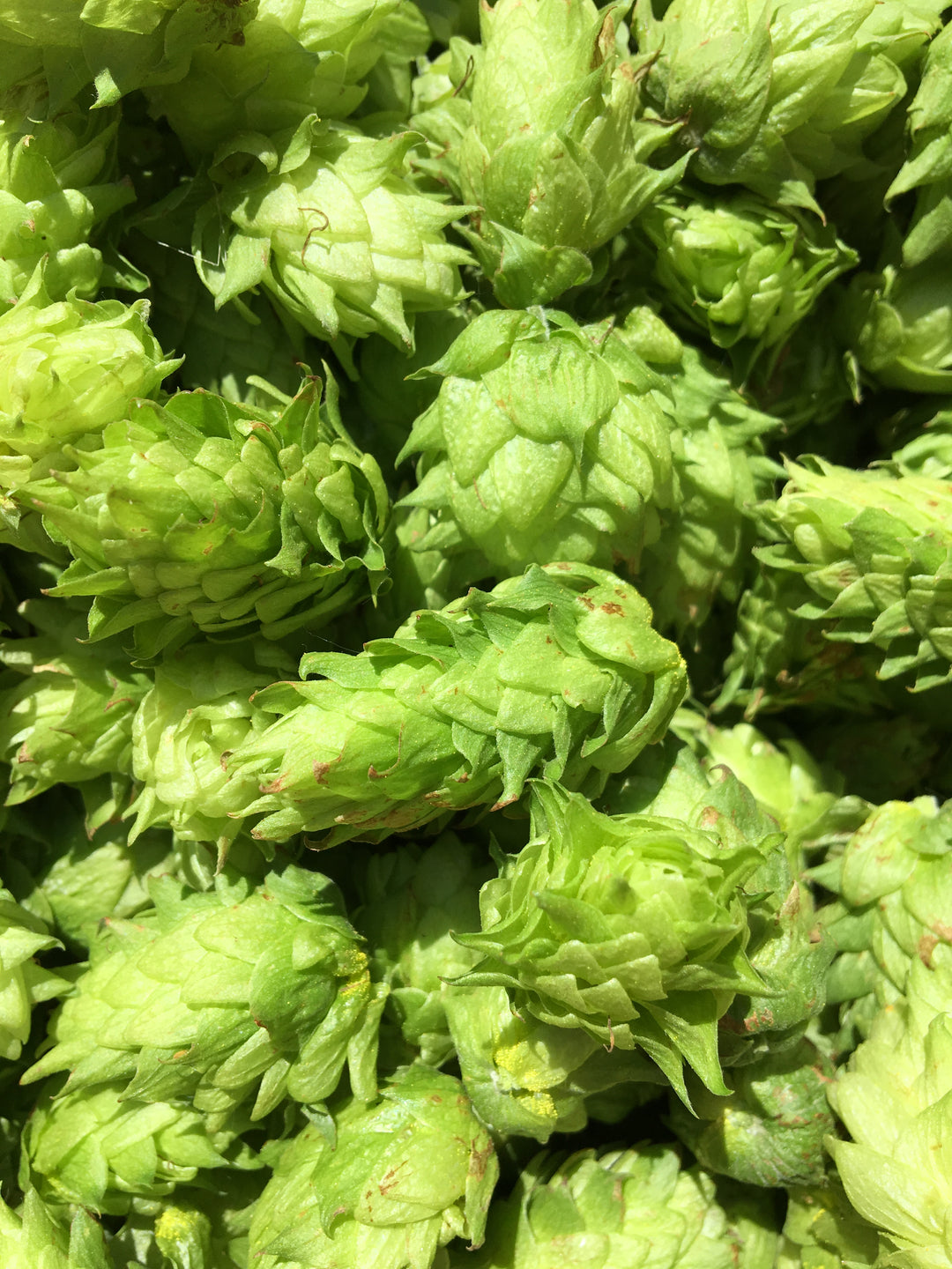 citra hops