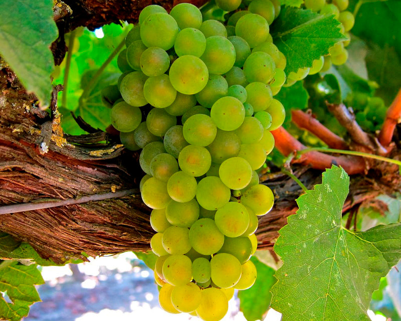 White Wine Grapes – Altitude Brewing & Supply