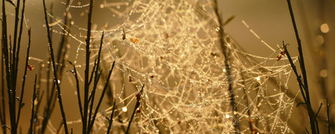 Cobweb vs. Spiderweb