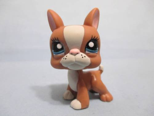 littlest pet shop boston terrier