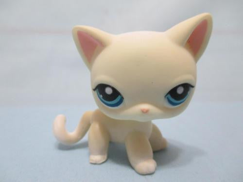 lps shorthair cat