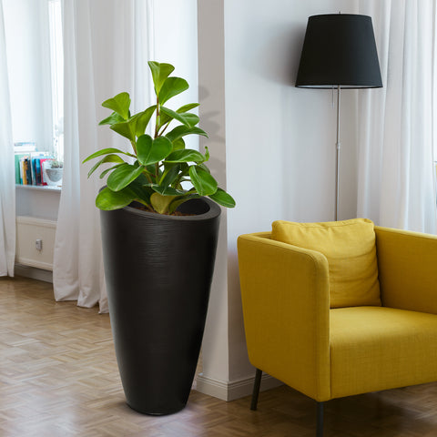 Tall Modesto Planter by Mayne shown in black and planted with a Ficus