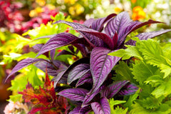 Coleus