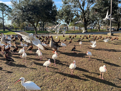 In Flight at the Park