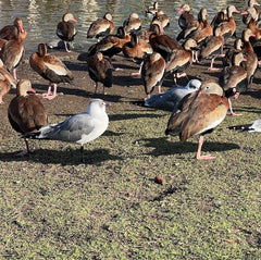 Whistling Duck