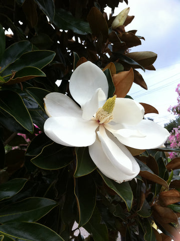 Magnolia