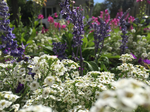 Spring flowers in New Orleans 