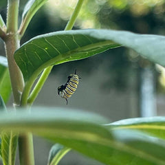 New caterpillar figuring out this big world.