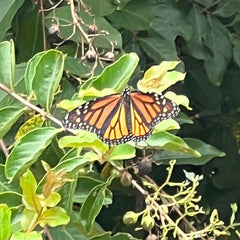 Mama Monarch resting on a Crepe Myrtle Branch