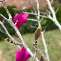 Japanese Magnolia January Buds