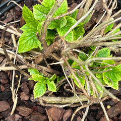 Hydrangea with new growth