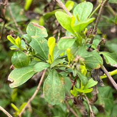 Plumbago with frost burn, showing signs of new growth