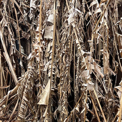 Banana plants killed by freeze in New Orleans