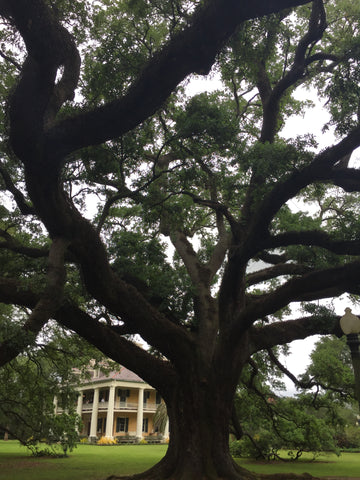 Oak Tree at Houmas House